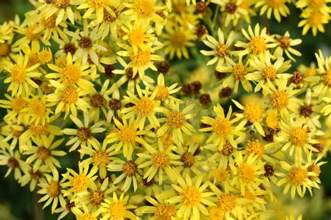 Ragwort Poisonous Plant Flowering Yellow Flowers Stock Photo - Image of ...