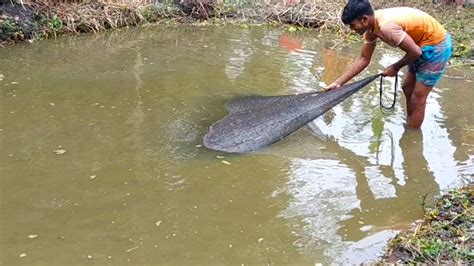 Big Katol Fish Catching With Net In The Village Water Pond Youtube