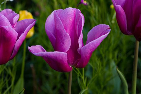 Nature Purple Tulips 0031 Alan Bessette Flickr