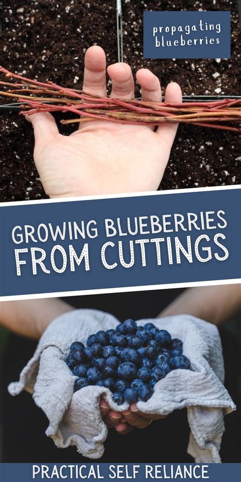 Propagating Blueberries From Cuttings Growing Blueberries Blueberry Gardening Berry Plants