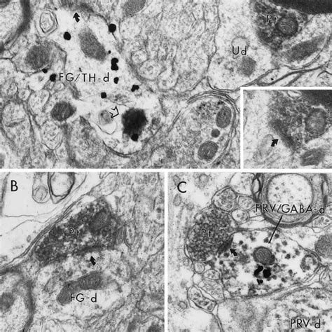 Electron Micrographs Showing Synaptic Contacts Curved Arrows Of