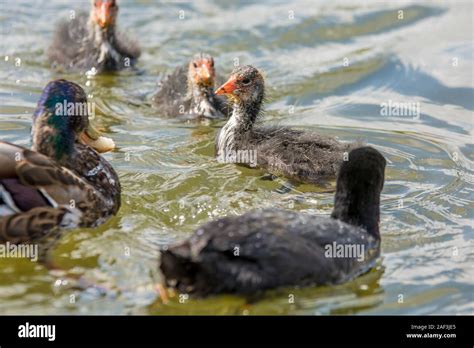 Great Crested Grebe And Ducks With Chicks In The Water Stock Photo Alamy