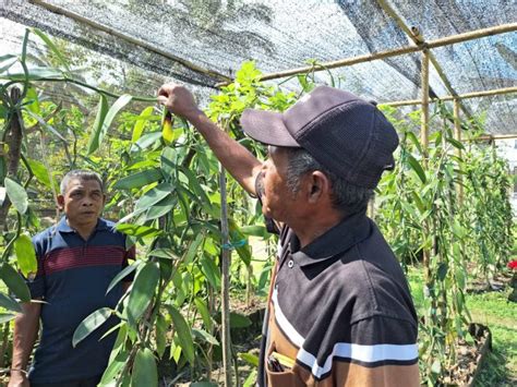 NTB Punya Potensi Besar Budidaya Vanili Organik INSIDELOMBOK