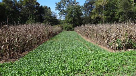 Chicory Food Plots