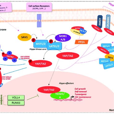 Hippo Yap Taz Tead Signalling Pathway Schematical Representation Of Download Scientific