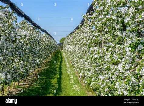 The Apple Orchards In Thurgau Switzerland In Full Bloom Stock Photo