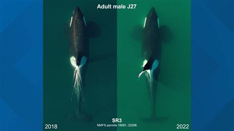 Decrease in salmon threatening Southern Resident killer whales | king5.com