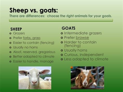 Basic sheep and goat husbandry