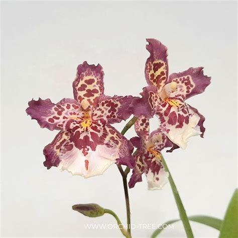 Jual Anggrek Oncidium Guann Shin Diamond Di Lapak Yoorisfam Anggrek