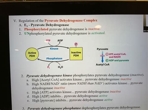 Regulation Of The Pyruvate Dehydrogenase Complex Flashcards Quizlet