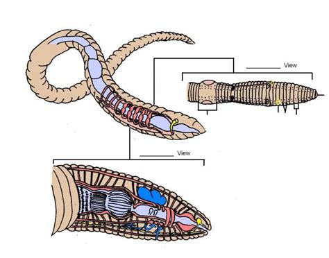 Earthworm Diagram Quiz