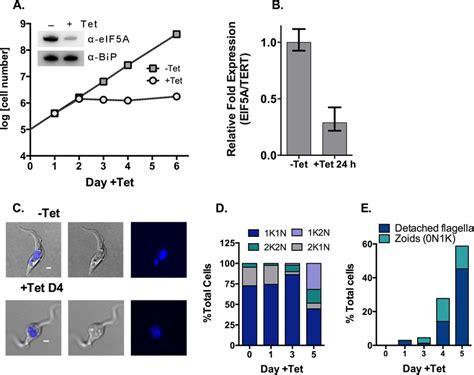 Knockdown Of TbeIF5A In Procyclic Form Cells A Growth Of PF TbeIF5A