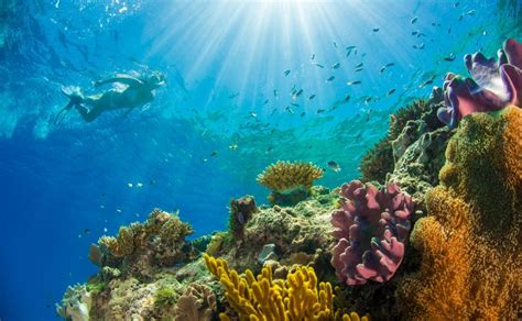 2 Day Reef Daintree Rainforest Aboriginal Culture Tour Passions Of