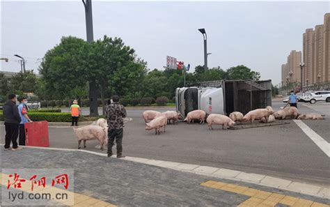 “二师兄”从侧翻货车内跑出 铁路民警街头“追猪”腾讯新闻