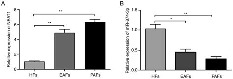 Long Noncoding Rna Neat Promotes Mouse Granulosa Cell Proliferation