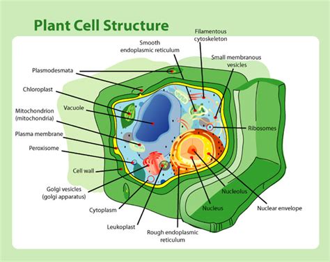 DIAGRAM OF PLANT CELL Science Cell - Structure and Functions - 5376741 ...