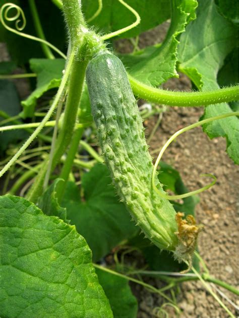 Cucumber History Origin And History Of Cucumbers