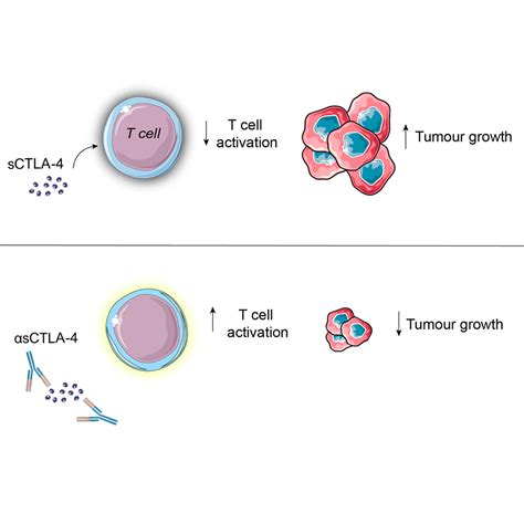 Soluble Ctla Attenuates T Cell Activation And Modulates Anti Tumor