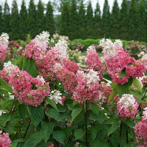 PROVEN WINNERS 1 Gal Pinky Winky Prime Panicle Hydrangea Paniculata