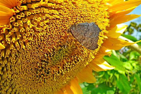 Tournesol Papillon Pollinisation Photo Gratuite Sur Pixabay Pixabay