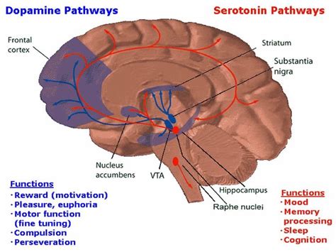 Effects of Alcoholism on Brain's Reward System May Be Different in ...