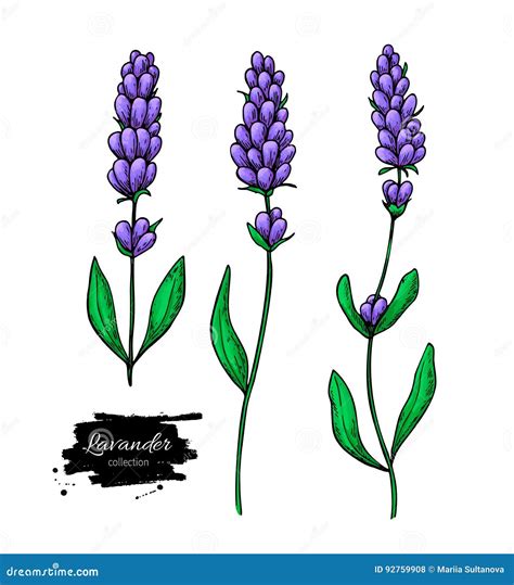 Insieme Del Disegno Di Vettore Della Lavanda Fiore Selvaggio E Foglie