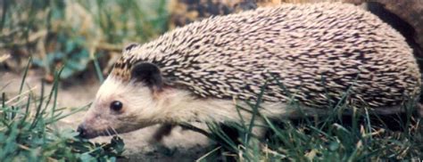 Peoria Zoo Four-toed Hedgehog - Peoria Zoo