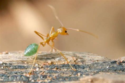 Green Ants Noah Strycker