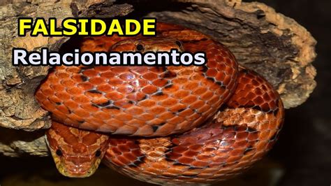 Sonhar Cobra Vermelha Parada Ou Correndo Atraz De Min Algo