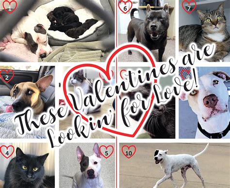 Share The Valentines Day Love With These Shelter Pets The Coastland