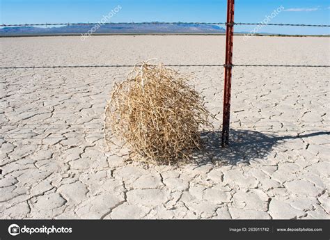 Tumbleweed Hot Dry Desert Stock Photo by ©jeremyn 263911742