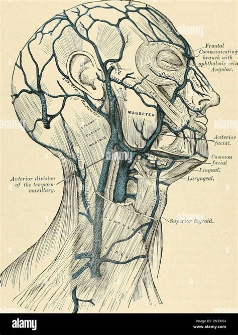 Anterior Jugular Vein Hi Res Stock Photography And Images Alamy