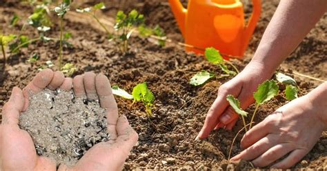 Cendre Au Jardin Bien Utiliser La Cendre De Chemin E