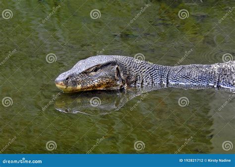 Malayan Water Monitor Lizard Varanus Salvator In Sungei Buloh Wetland