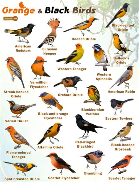 Orange And Black Birds Facts List Pictures