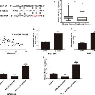 Identification Of Mir P As A Target Of Malat A Alignment Of