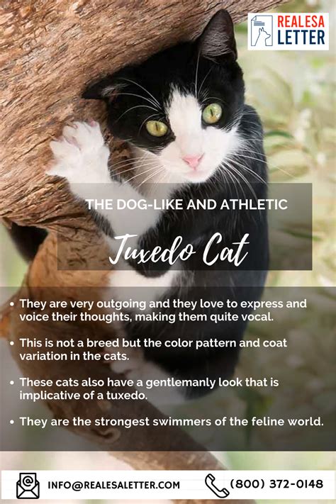 This Pin Tells You About Tuxedo Cat Breed These Felines Have A