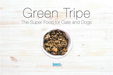 What Is Green Tripe? | Darwin's Pet Food