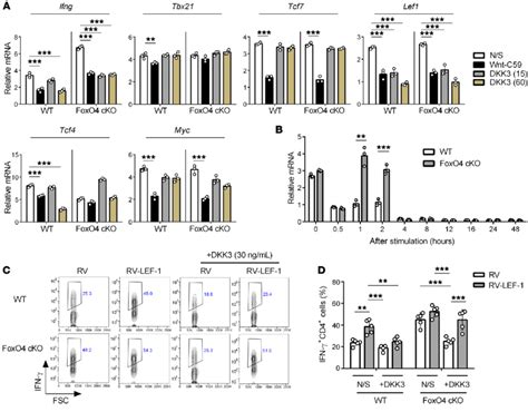 The Dkk3 Lef 1 Axis Negatively Regulates Ifn γ Expression In Th1 Cells Download Scientific