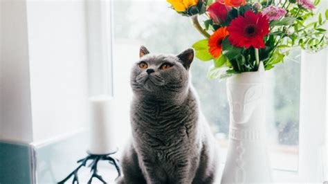 British Shorthair Kedisi Özellikleri ve Bakımı Uplifers