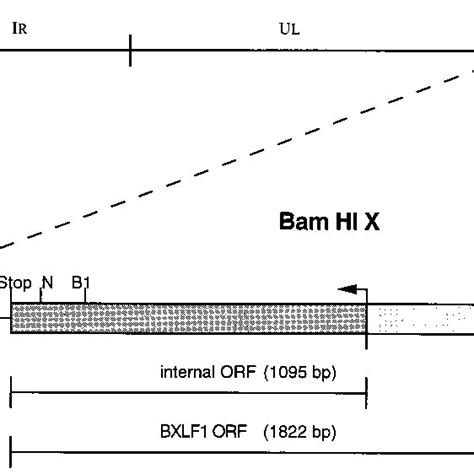 Map Of The EBV BamHI X Fragment Showing Its Position In The EBV Genome