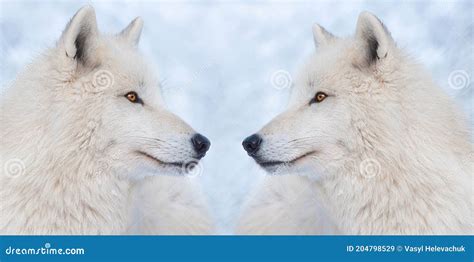 Two Wolves On Background Of A Snowy Forest In Winter Stock Image