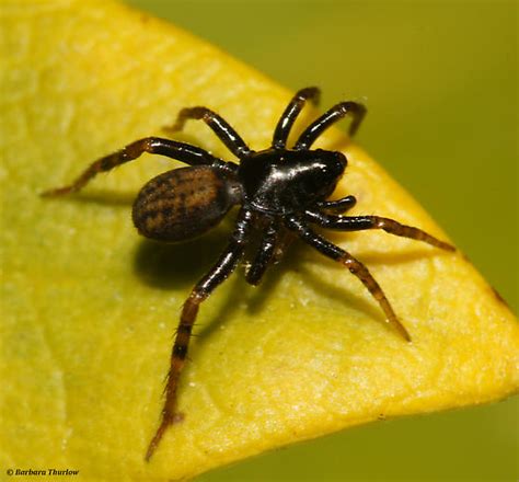 Spider For Id Allocosa Funerea Bugguide