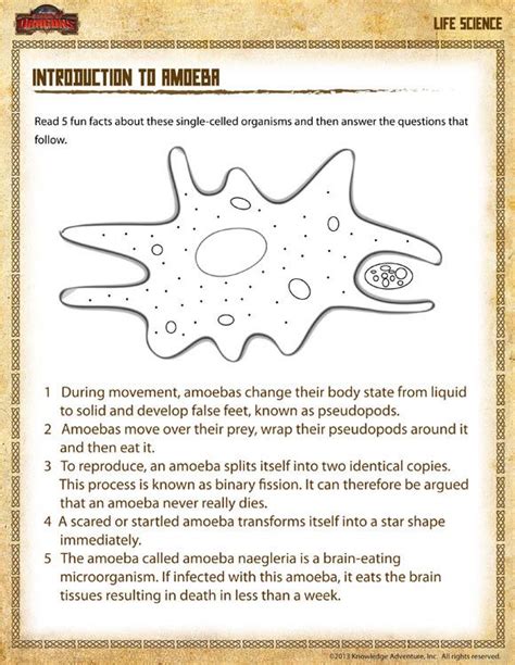 Free Fourth Grade Science Worksheets Introduction To Amoeba View Science Worksheet Grade 4 S