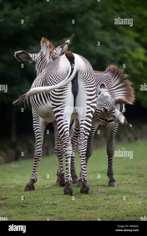 Grevy S Zebra Equus Grevyi Also Known As The Imperial Zebra Stock