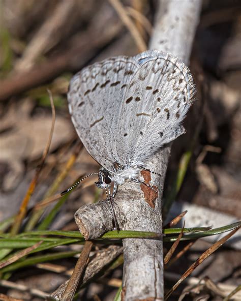 Spring Azure Butterfly Life Span at Charlotte Smartt blog