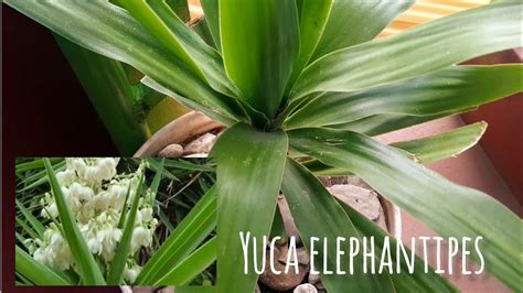 Cómo cuidar yuca elephantipes o yuca pie de elefante clima riego