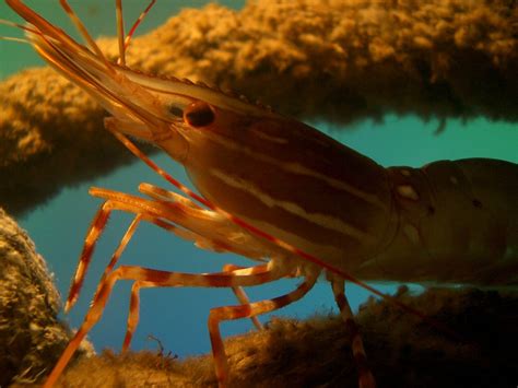 New Shrimp Species is Developed for Potential Farming in Indonesia - U.S. Soybean Export Council