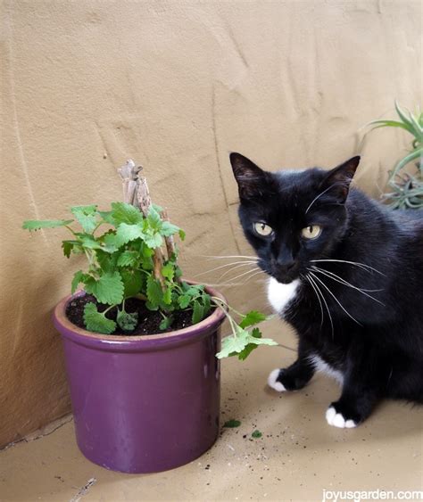 How To Grow Catnip Your Cat Will Love You Joy Us Garden