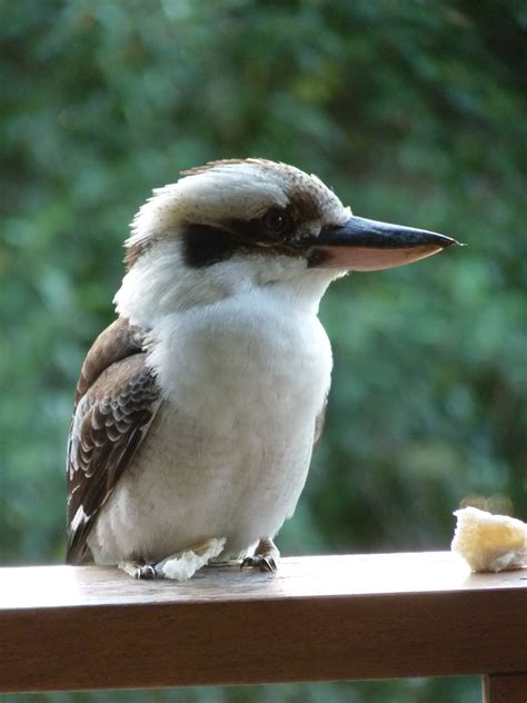 Fotos gratis pájaro ala fauna silvestre pico símbolo Australia